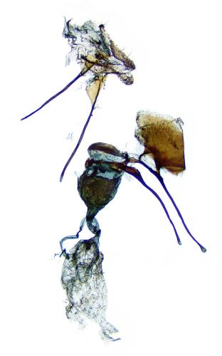 Aethes hartmanniana